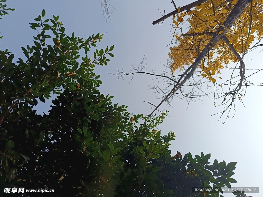 秋日树梢间的天空景致