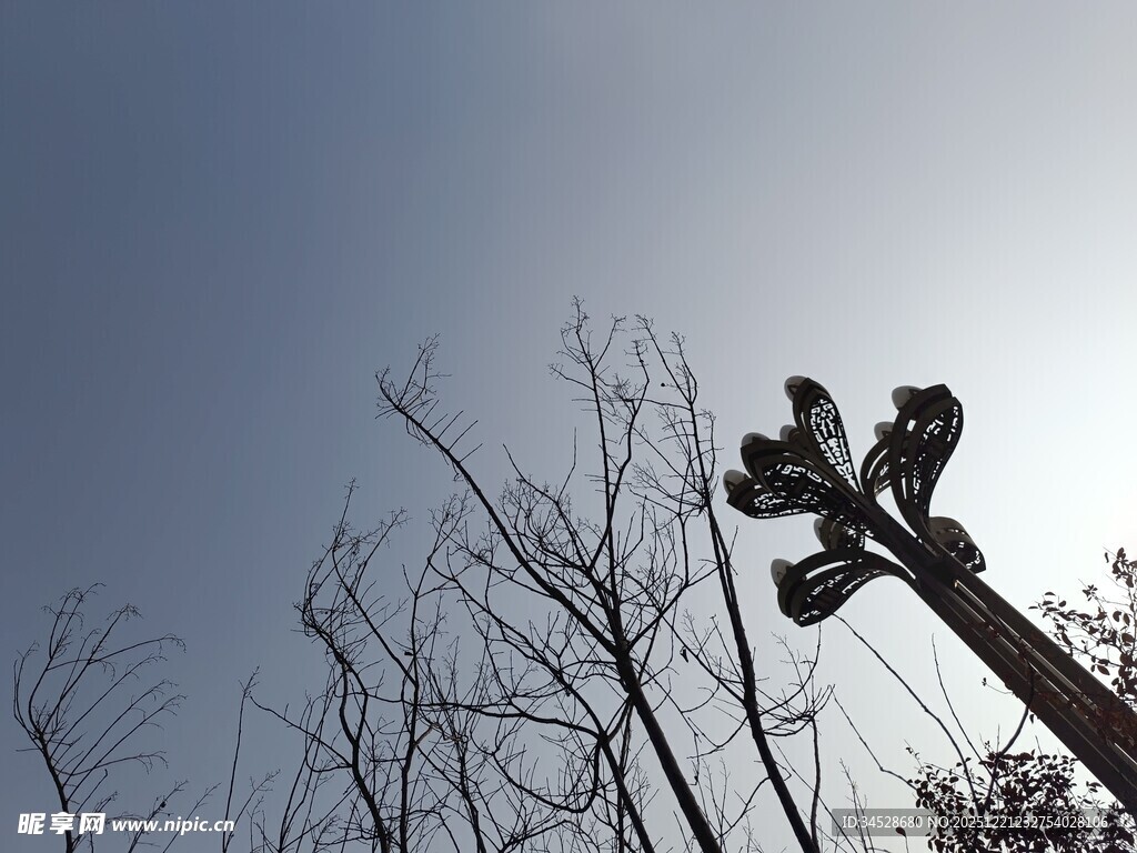 树梢上的路灯剪影