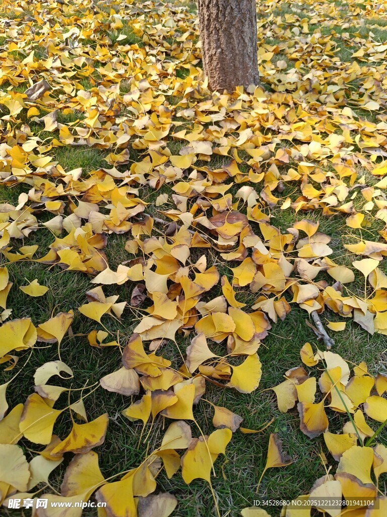 银杏落叶铺满地的秋景