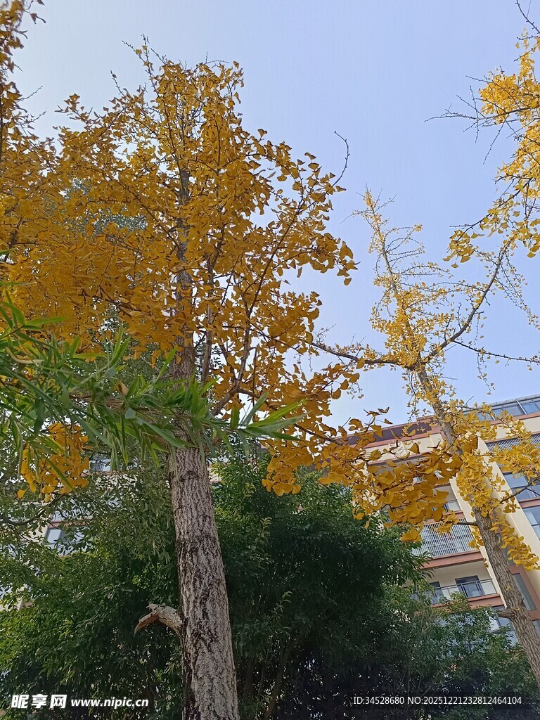 秋日金黄银杏树景