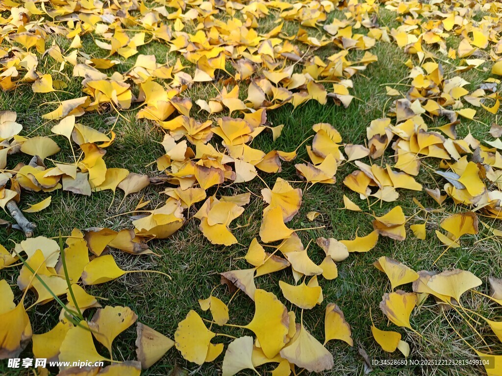 金黄银杏叶铺满地面