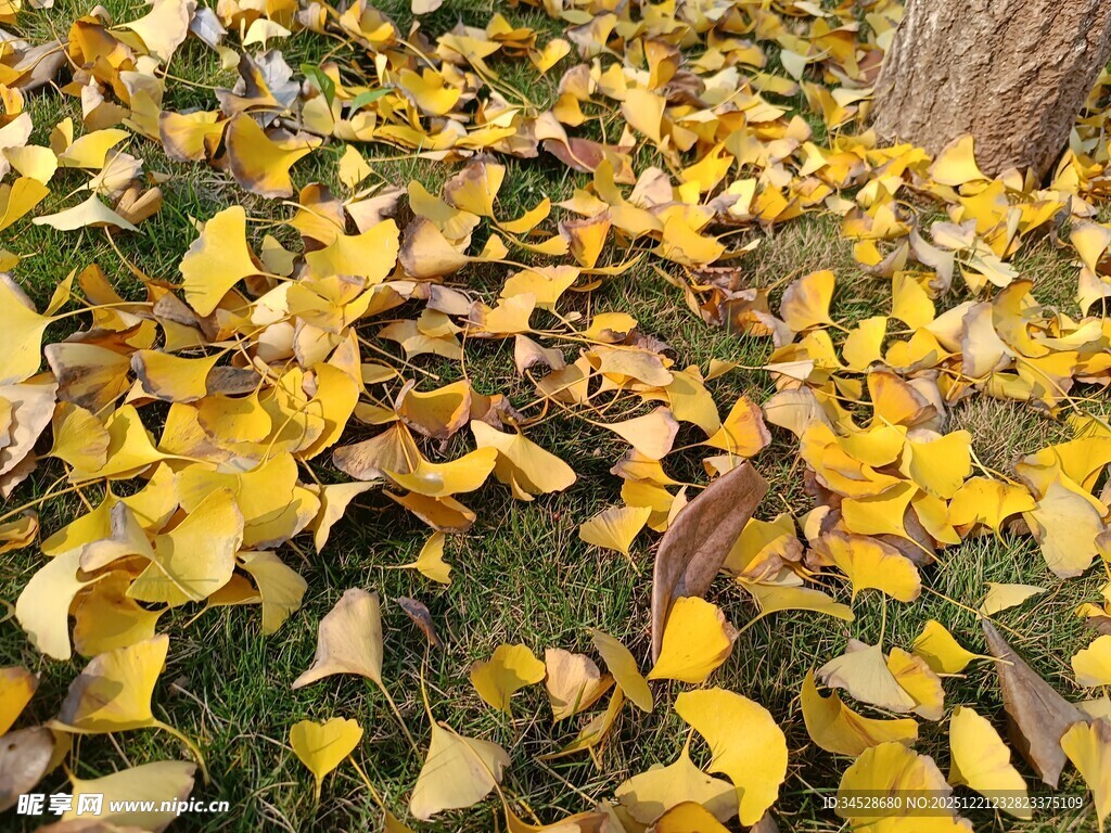 秋日落叶铺就斑斓地面