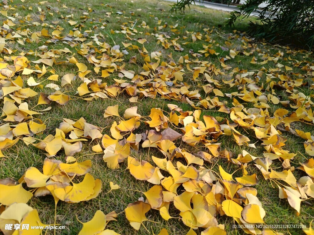 秋日落叶铺满草地