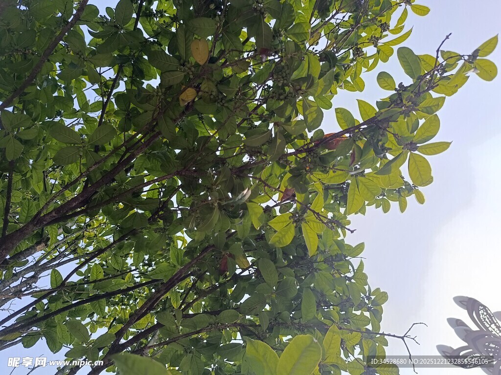 仰视繁茂绿树蓝天景象