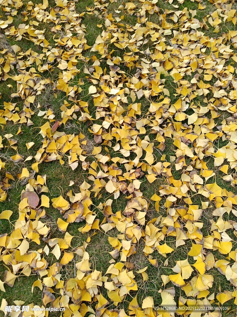 秋日落叶铺满地面景象