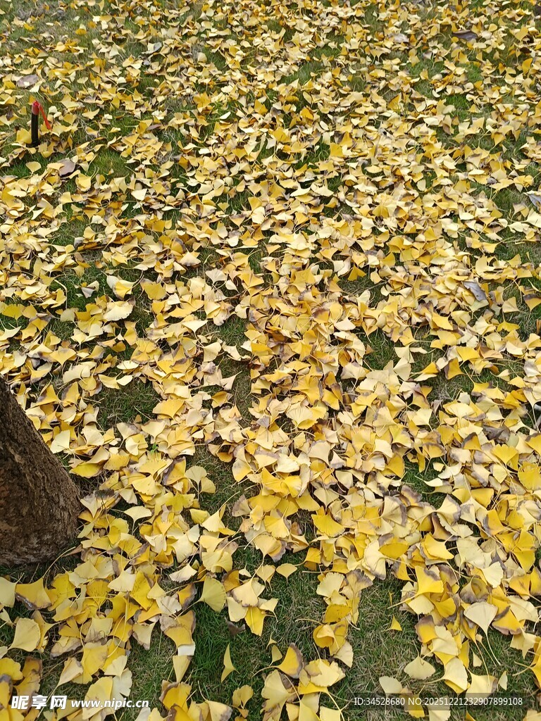 金黄落叶铺满地面美景