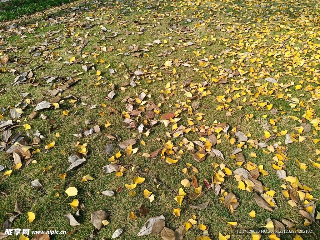 秋日落叶铺就的斑斓地面