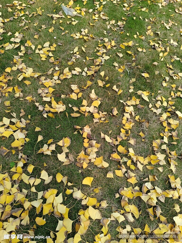 秋日落叶铺满草地