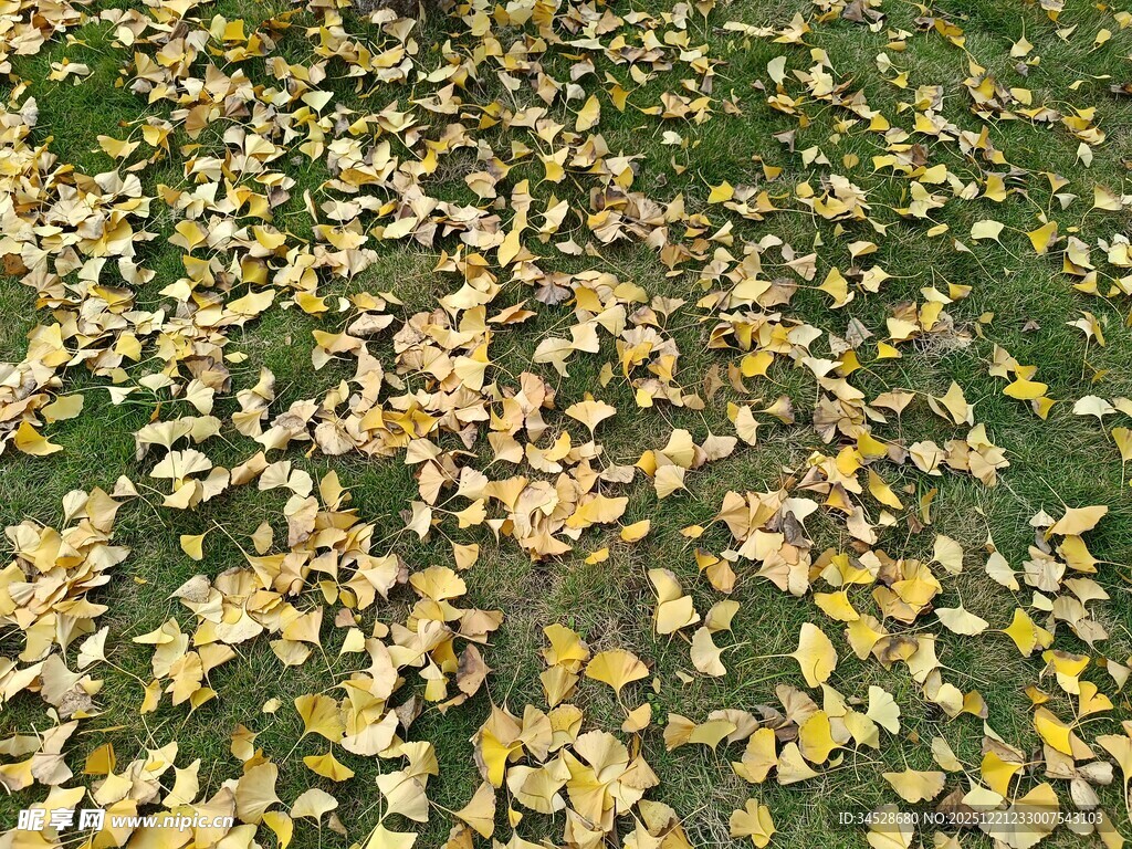 秋日草地落满金黄银杏叶