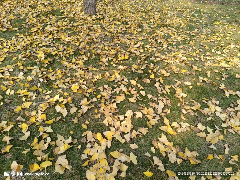 金黄落叶铺满地面的美景