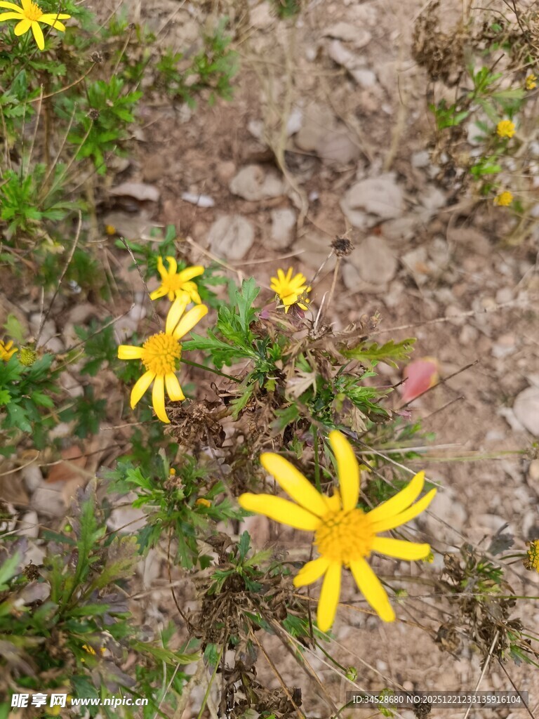 地面绽放的黄色小花
