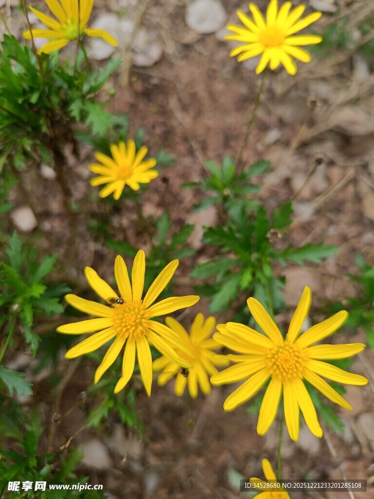 黄色小花绽放于地面