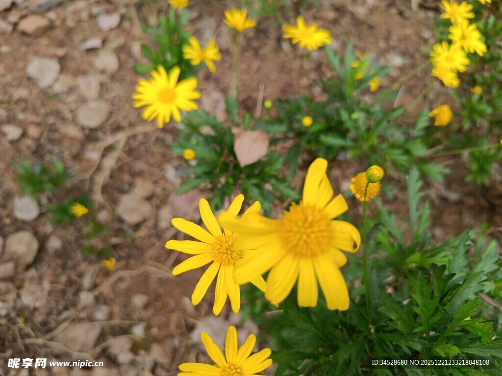 黄色小花绽放于泥土间