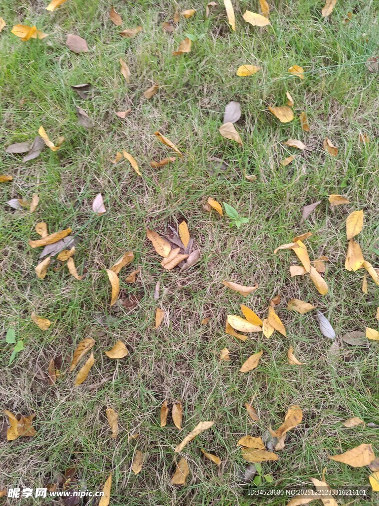 草地上的散落秋叶