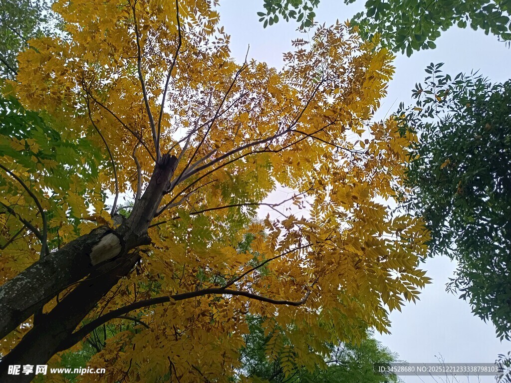 秋日仰拍斑斓树木