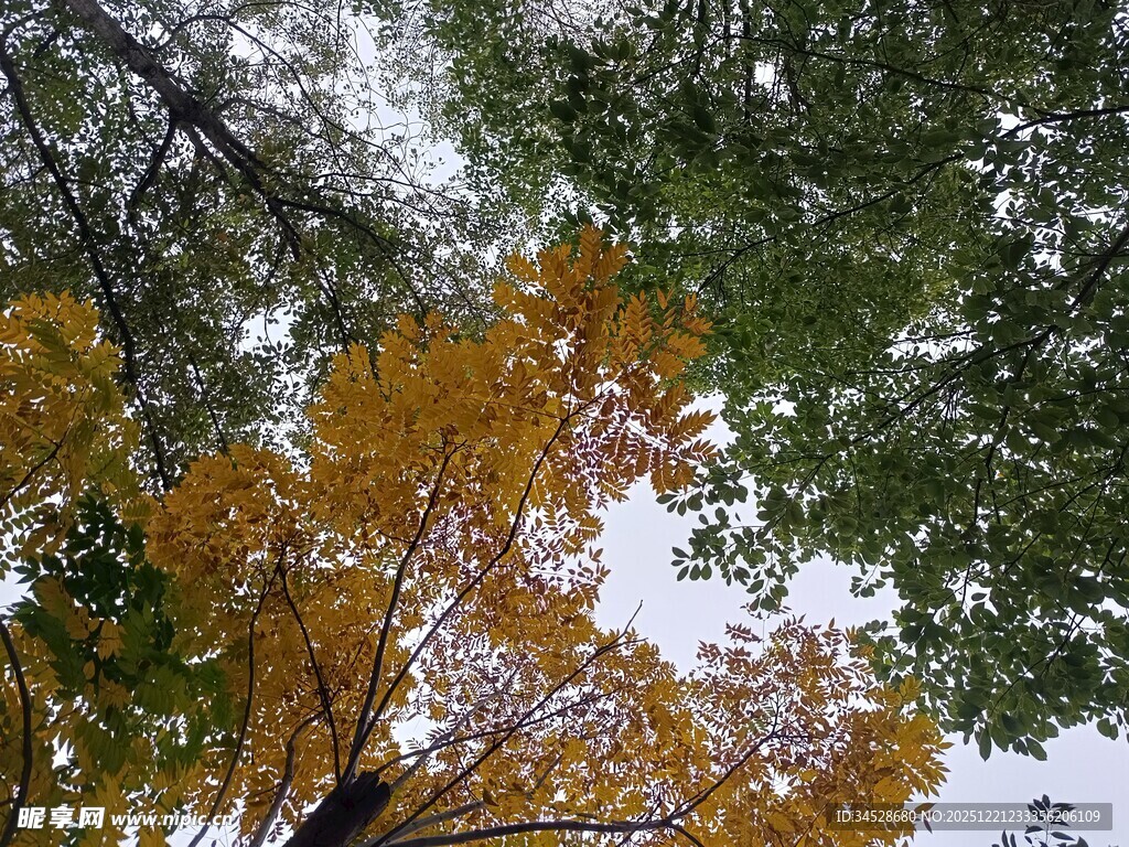 秋日树梢斑斓景致