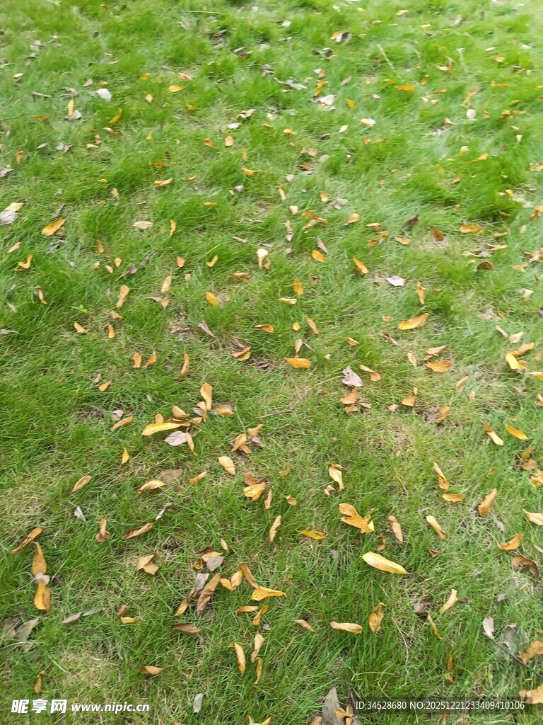 草地上散落的黄色叶片