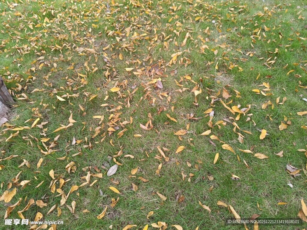草地上的散落黄叶
