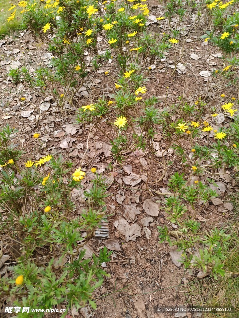 地面上的黄色小花与碎石