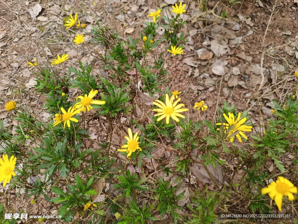 地面绽放的黄色小花