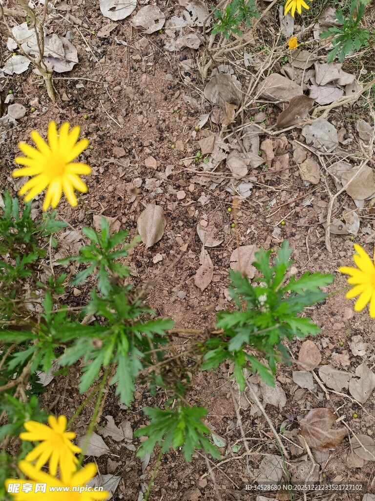 地面上绽放的黄色小花
