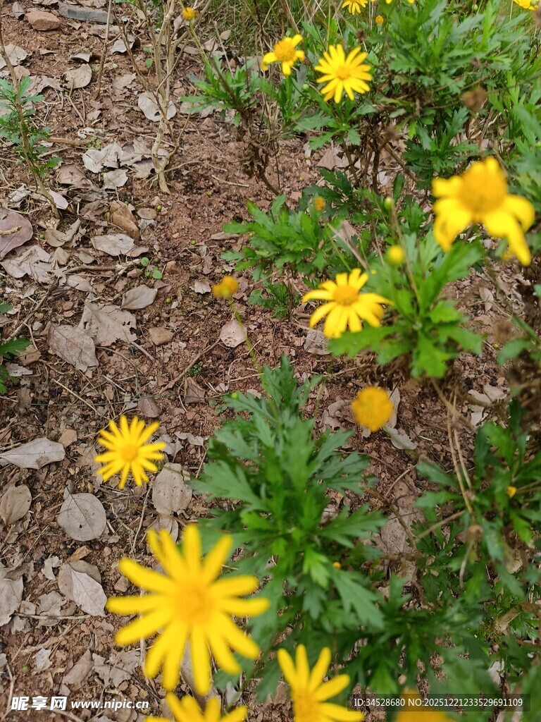 黄色小花绽放于碎石间
