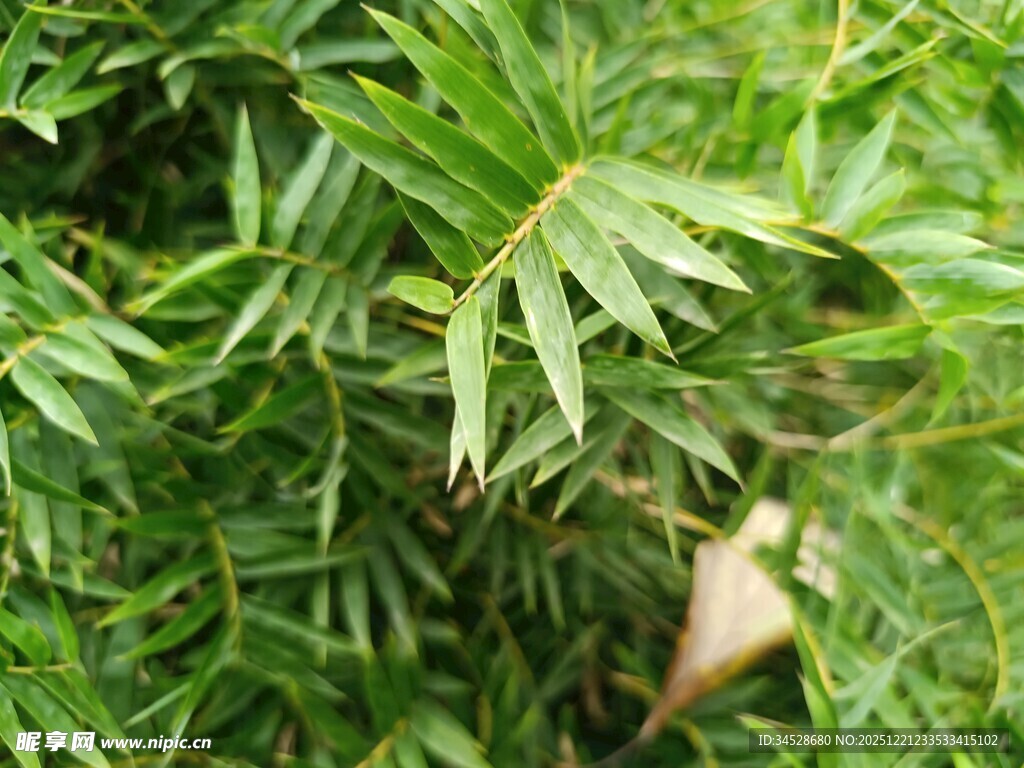 翠绿繁茂的羽状叶片植物