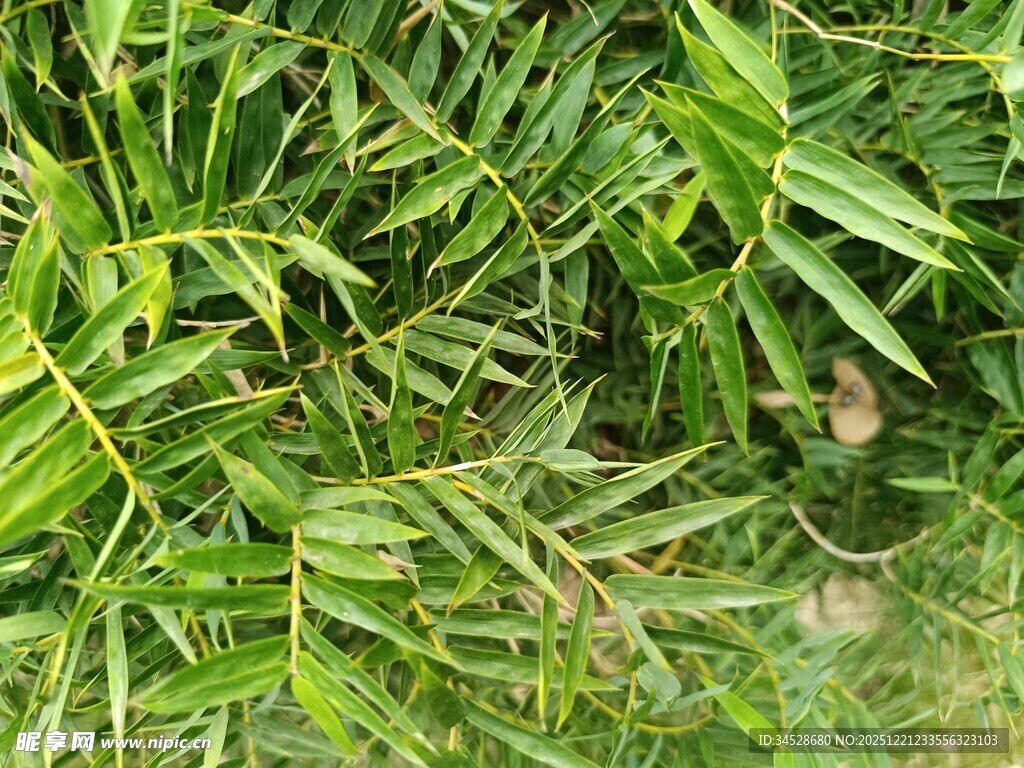 翠绿竹叶丛中的隐秘景象