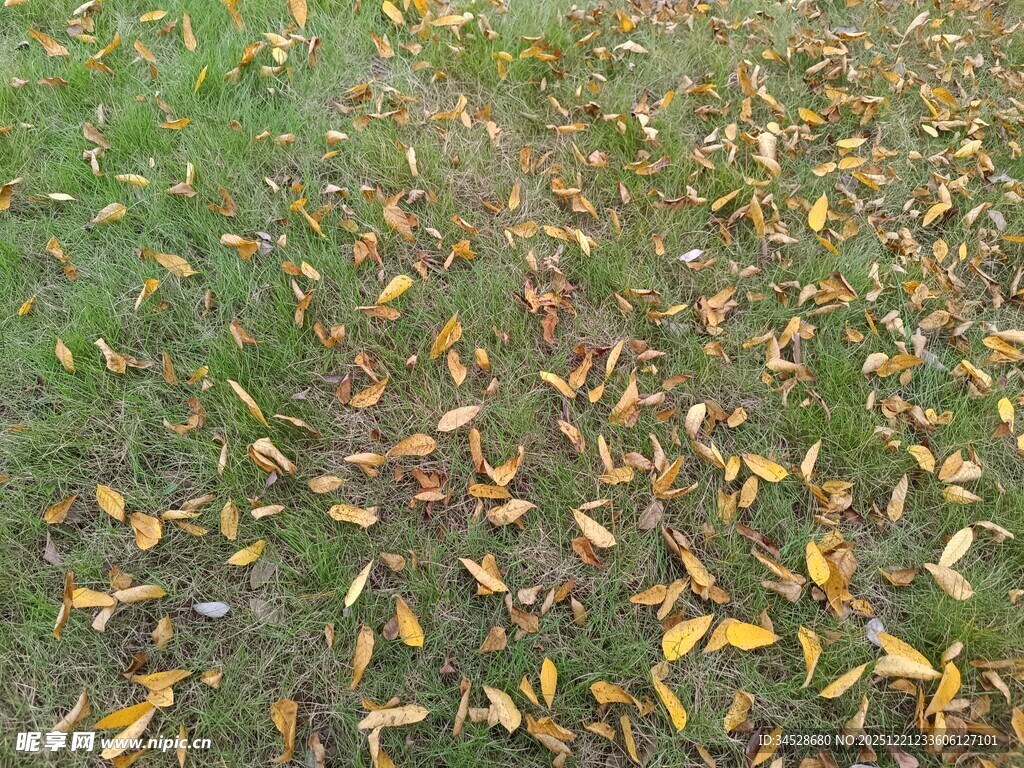 秋日草地散落斑斓落叶