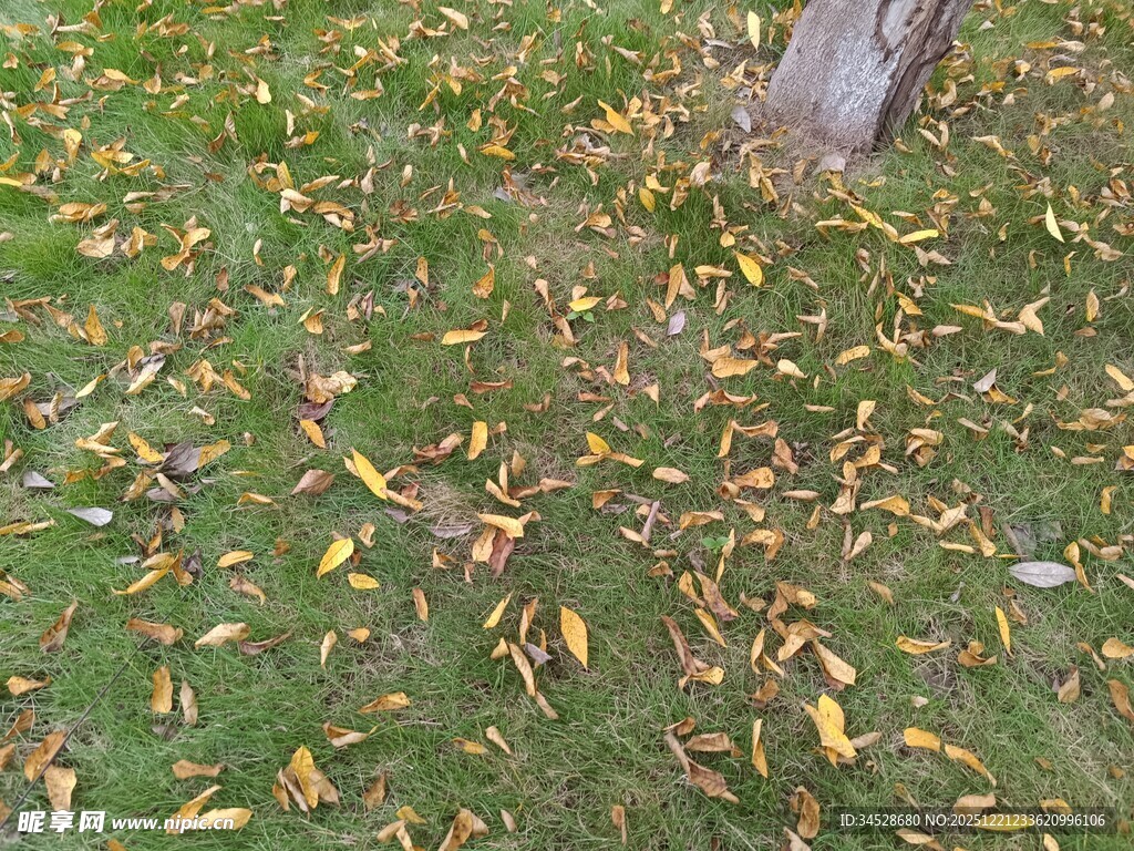 树下落叶铺就秋日美景