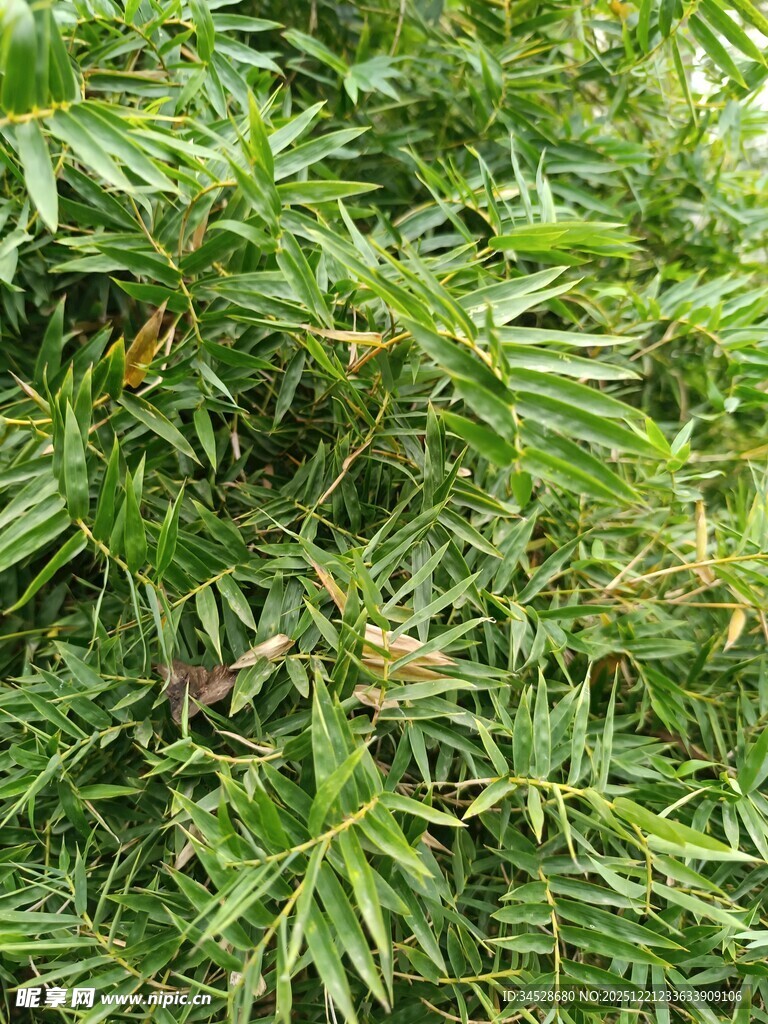 茂密翠绿的植物景观