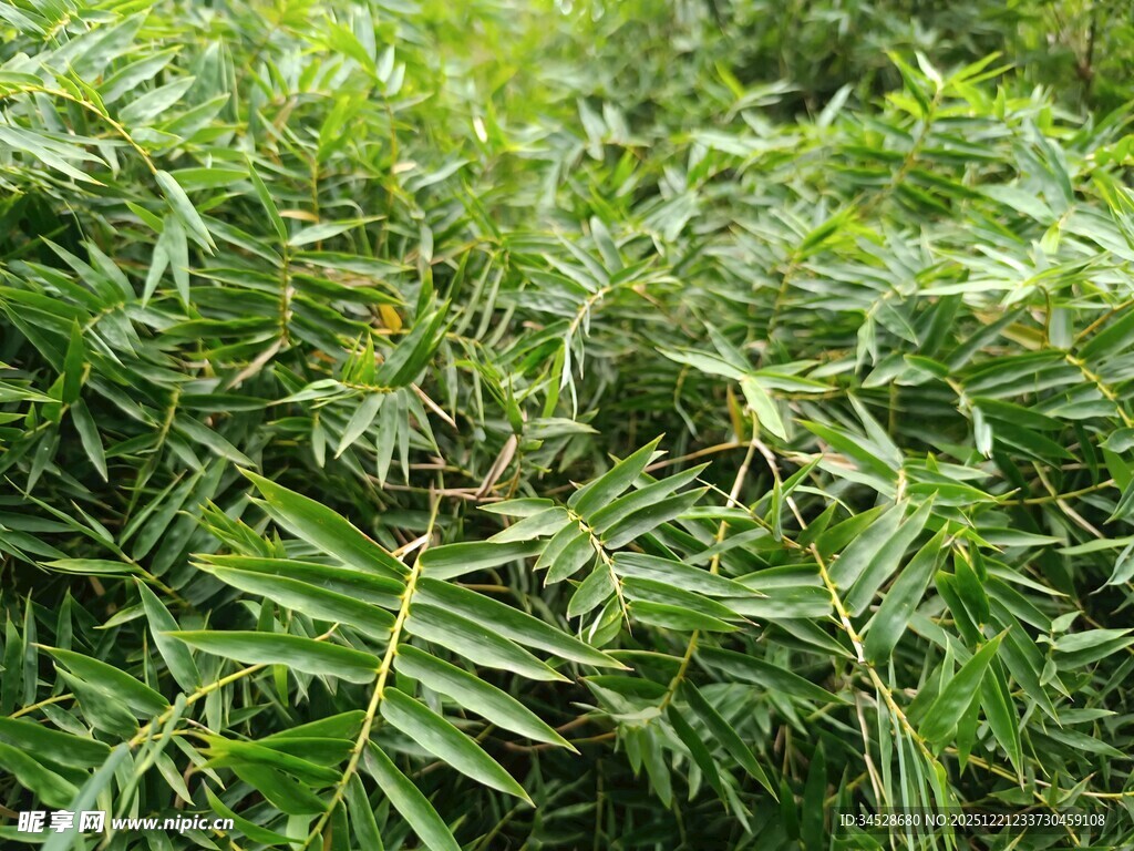 翠绿繁茂的羽状叶片植物