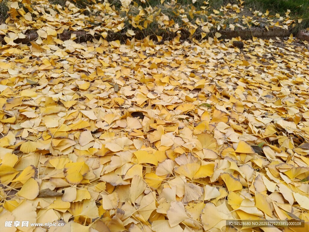 金黄落叶铺满地面的美景