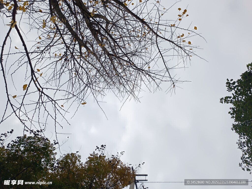 仰视光秃树枝与天空