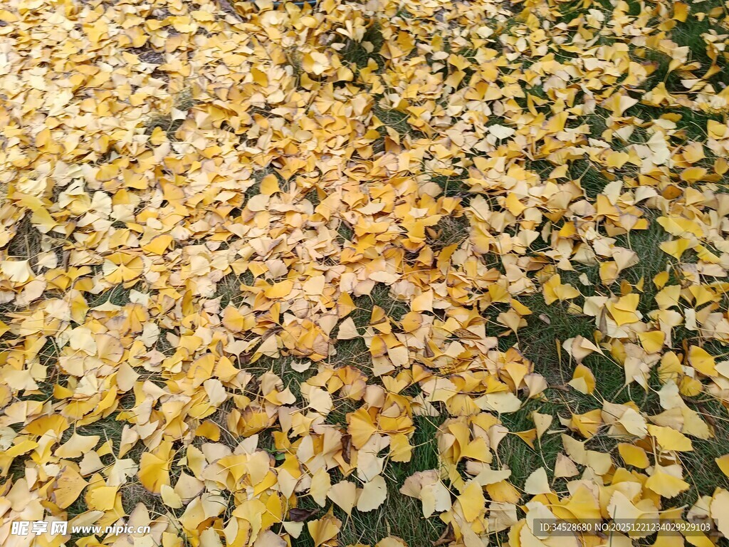 金黄落叶铺满地面的美景