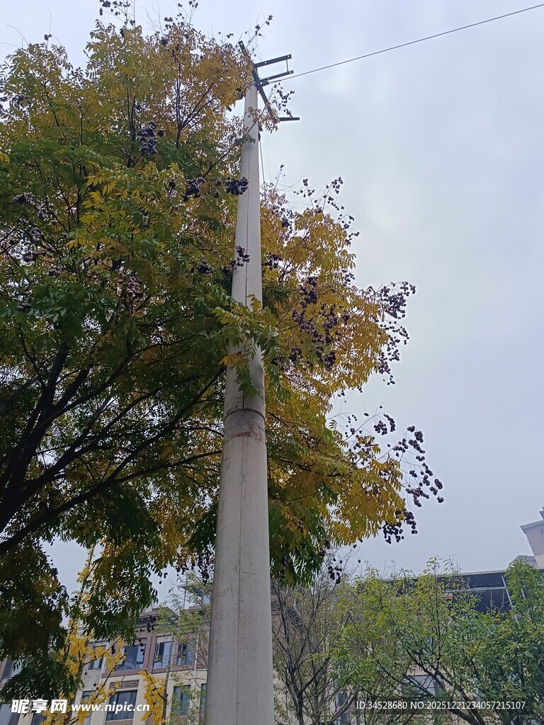 秋日街头的树木与路灯