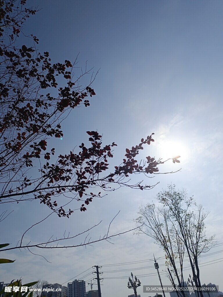 阳光下的树枝与蓝天景象