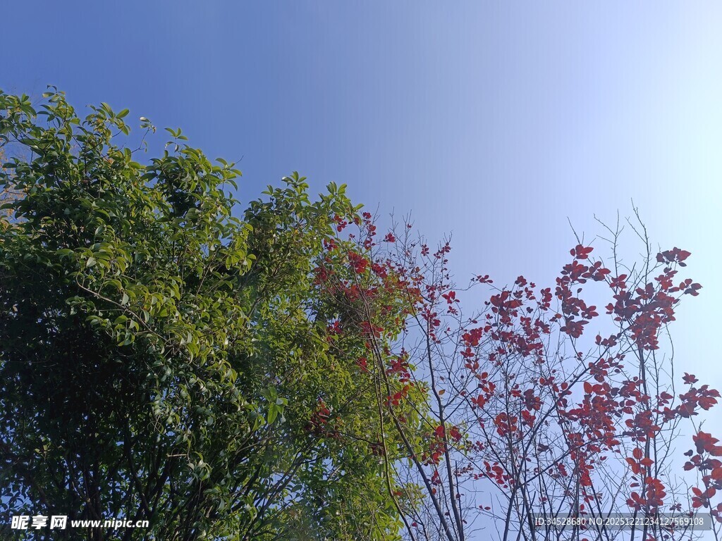 蓝天绿树红叶自然景致