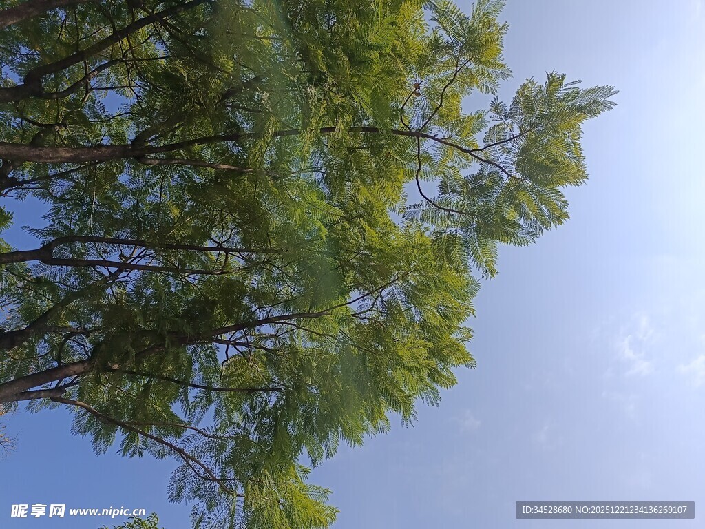 仰视葱郁树木与蓝天