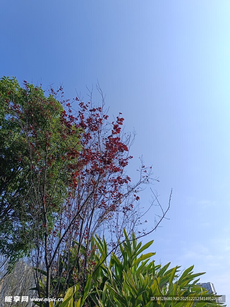 蓝天映衬下的多彩植物