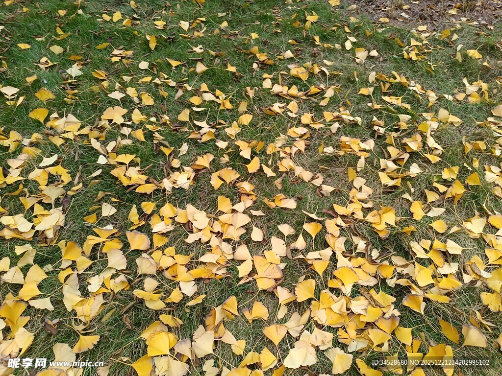 金黄落叶铺满草地