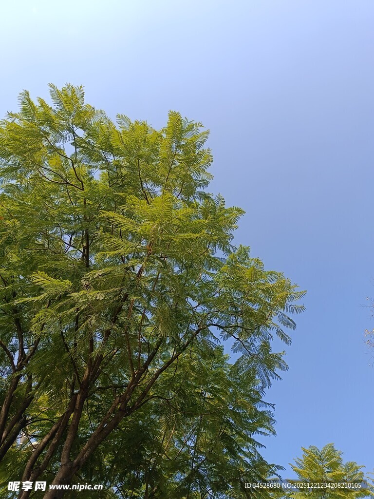 蓝天映衬下的葱郁树木