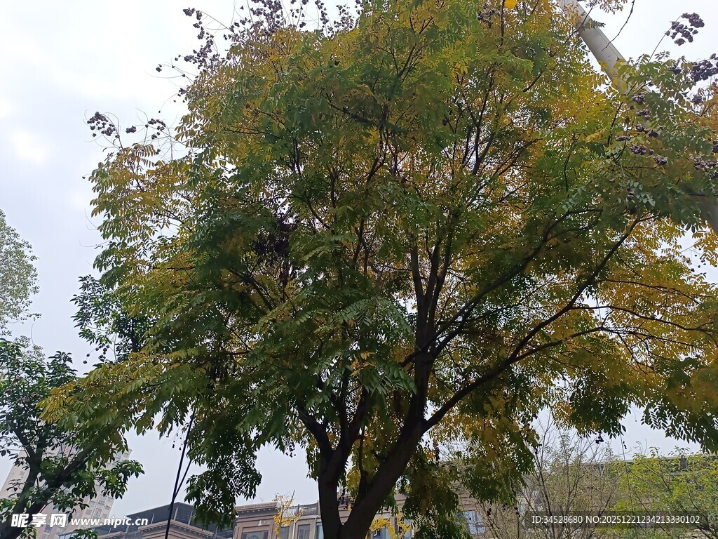 秋日繁茂树木景观