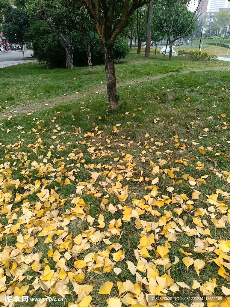 秋日落叶铺满地的公园景