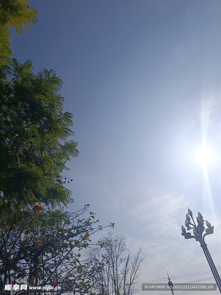 阳光下的树木与路灯