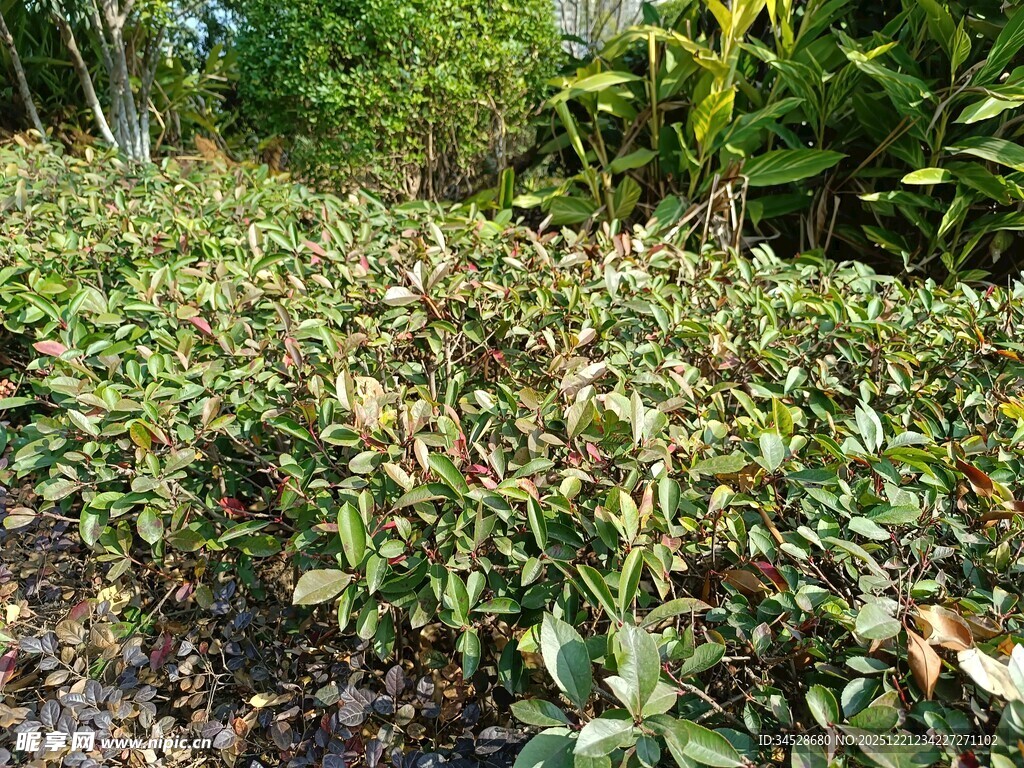 茂密绿植覆盖的地面景观