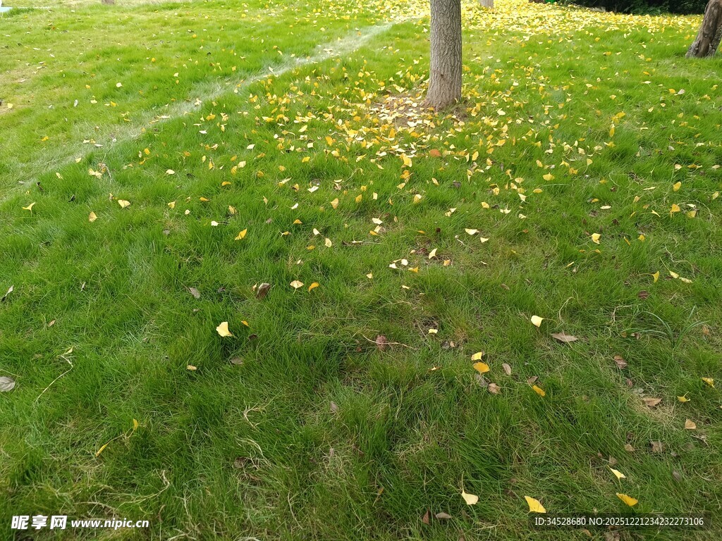 草地旁的树干与散落黄叶