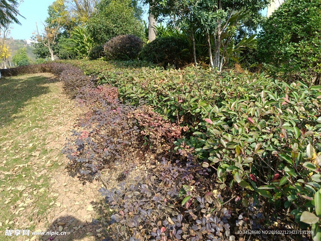 多彩灌木丛景观