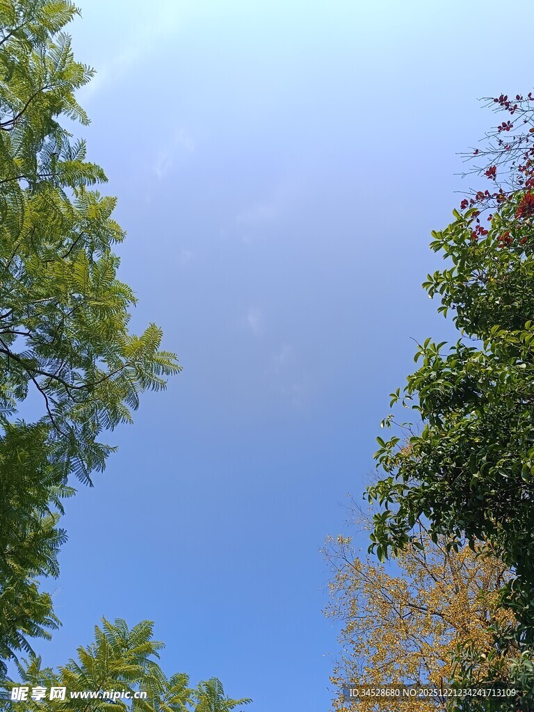 仰望蓝天绿树