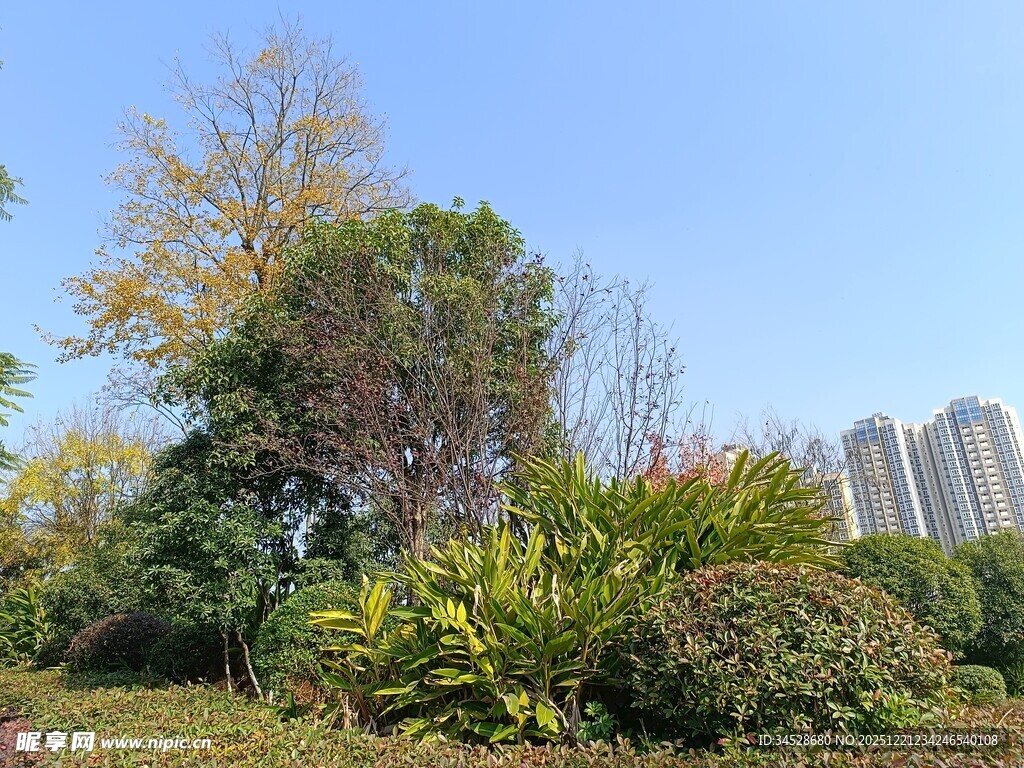 城市中的绿植景观